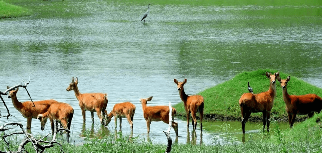 Van Vihar National Park